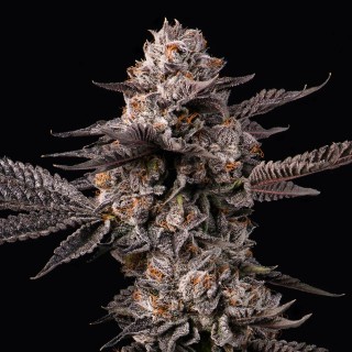 Lemon Cherry Gelato x Berniehana Butter  Cookies Seed Bank