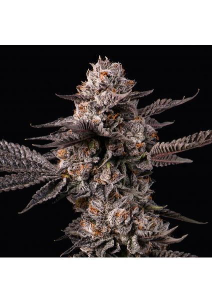 Lemon Cherry Gelato x...