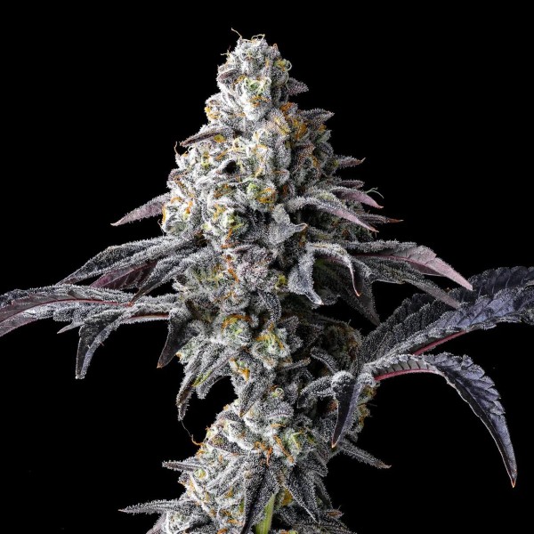 Lemon Cherry Gelato x Triple Scoop  Cookies Seed Bank