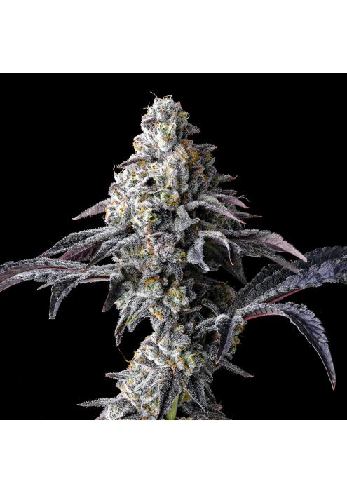 Lemon Cherry Gelato x Triple Scoop  Cookies Seed Bank