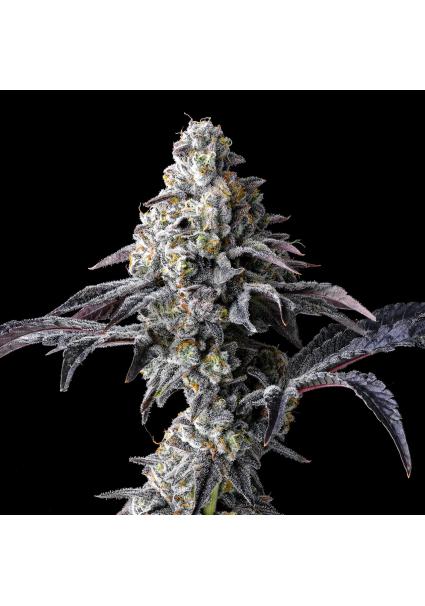 Lemon Cherry Gelato x...