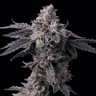 Permanent Marker x Triple Scoop  Cookies Seed Bank