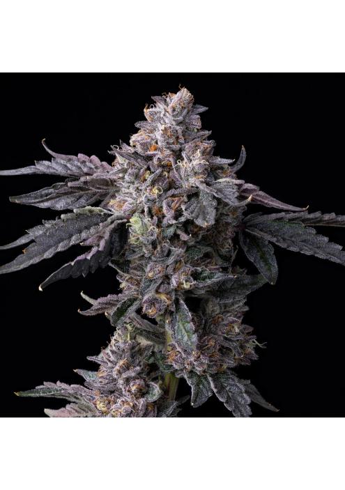 Permanent Marker x Triple Scoop  Cookies Seed Bank