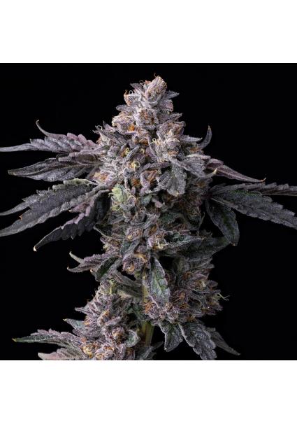 Permanent Marker x Triple...