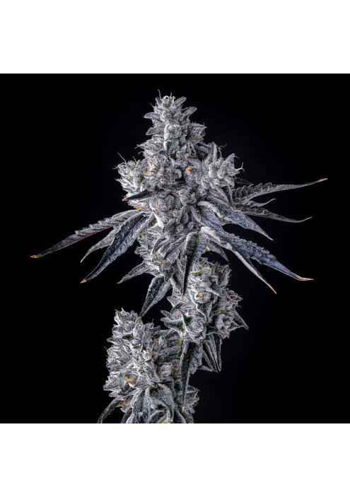 Triple Scoop x Berniehana Butter  Cookies Seed Bank