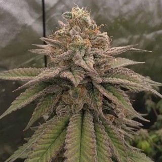 Bloody Cherry  13 u. Reg Bask Triangle Farms