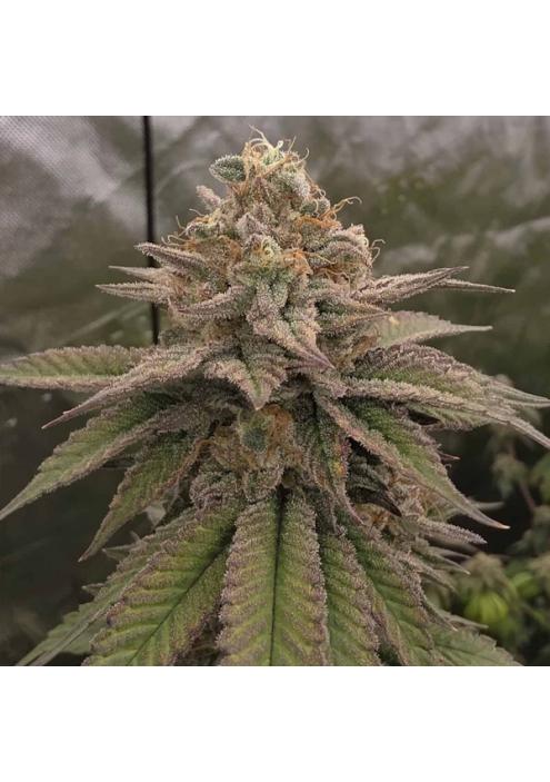 Bloody Cherry  13 u. Reg Bask Triangle Farms