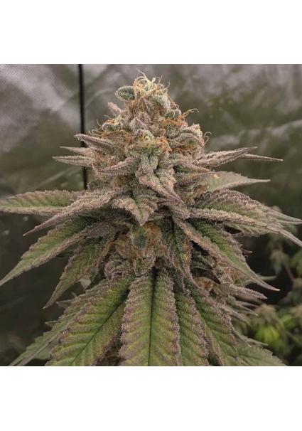 Bloody Cherry  13 u. Reg...