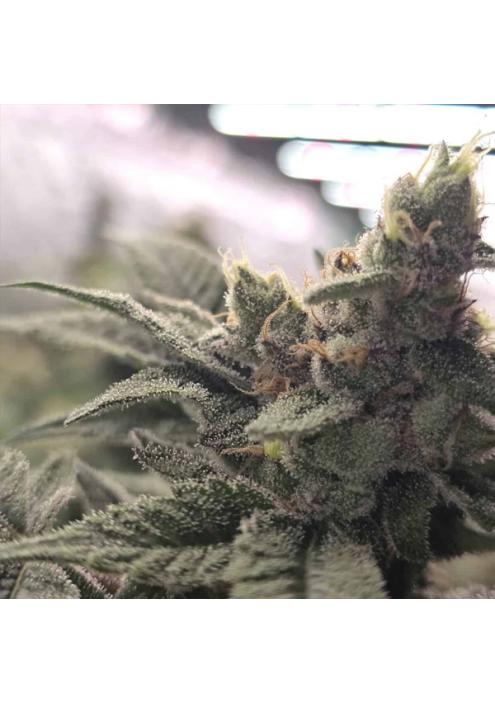 Crazy Banana 13 u. Reg Bask Triangle Farms