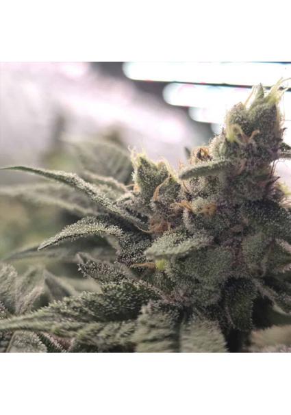 Crazy Banana 13 u. Reg Bask...