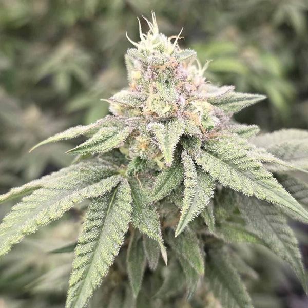 Japanesse Tea  13 u. Reg Bask Triangle Farms