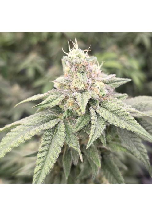 Japanesse Tea  13 u. Reg Bask Triangle Farms