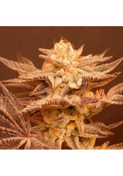 Peachy Blinders  13 u. Reg...