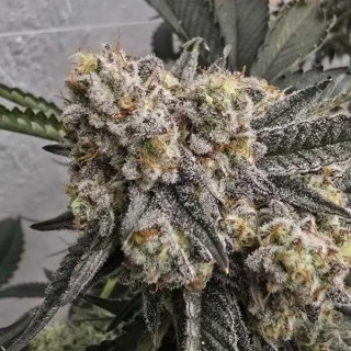 Zchupz  13 u. Reg Bask Triangle Farms