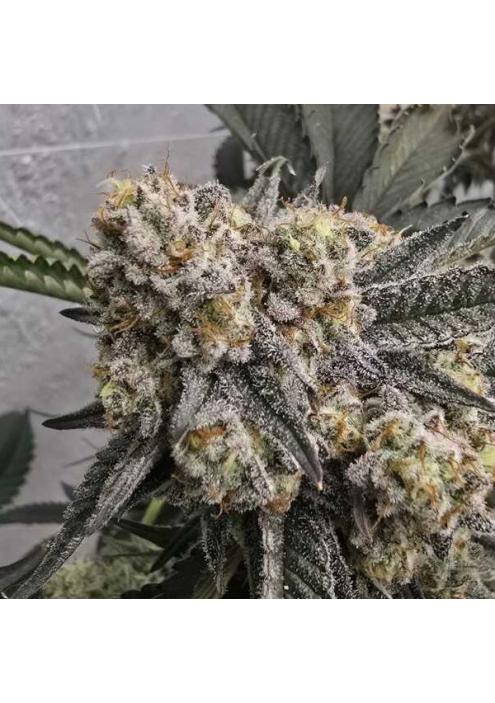 Zchupz  13 u. Reg Bask Triangle Farms