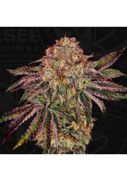 BubbleGummiez  Special Pack T.H. Seeds