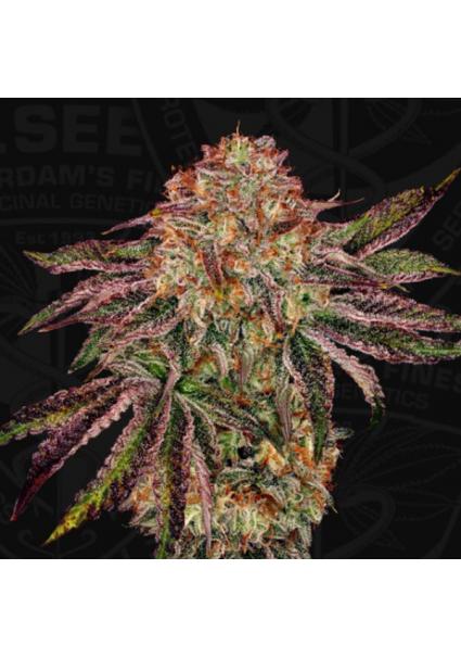 BubbleGummiez  Special Pack...