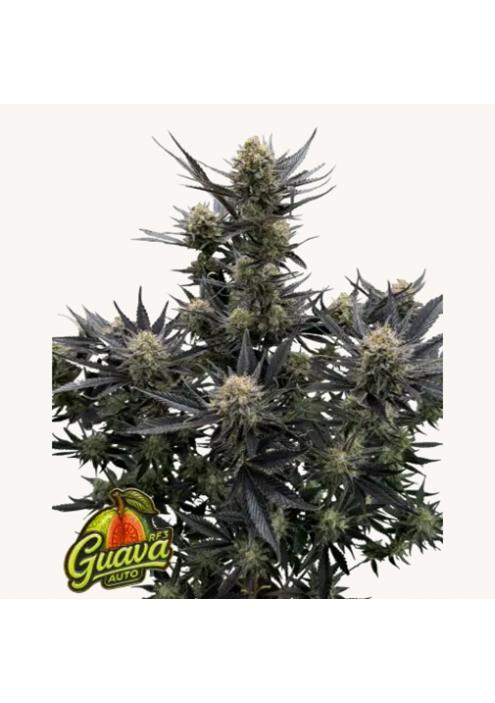 Guava Auto RF3