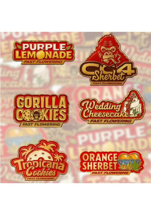 Mix Pack Fast Flowering