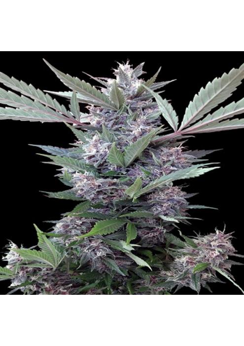 Bubba Kush x PCK  Ace Seeds