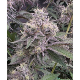 Ztrawberry Soup  13 u. Reg Bask Triangle Farms