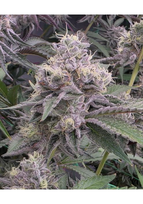 Ztrawberry Soup  13 u. Reg Bask Triangle Farms