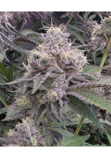 Ztrawberry Soup  13 u. Reg...