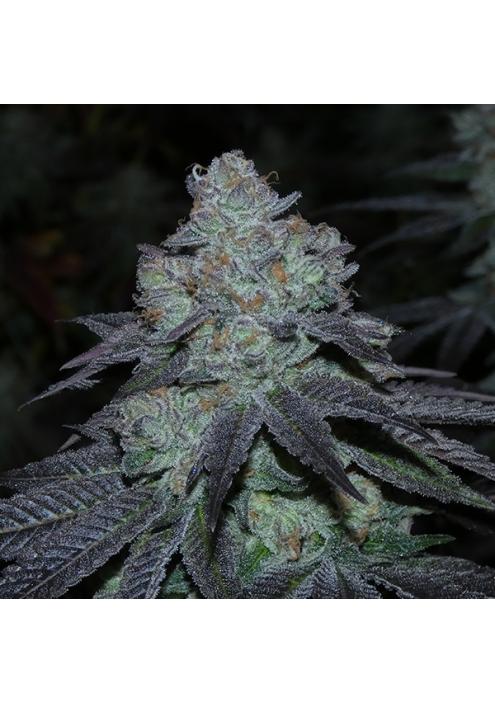 Milybarz 13 u. Reg Bask Triangle Farms