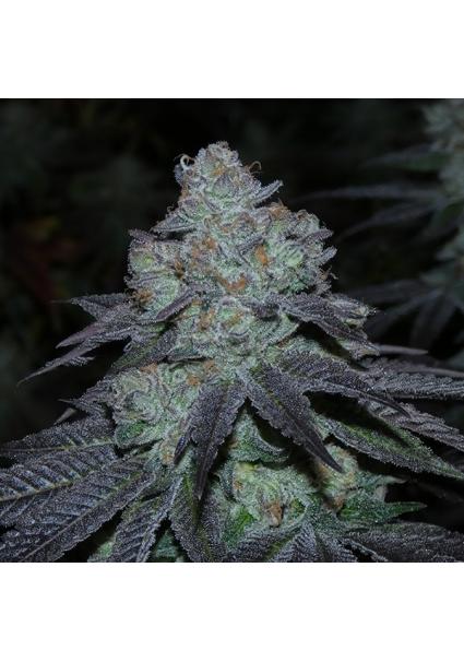 Milybarz 13 u. Reg Bask...