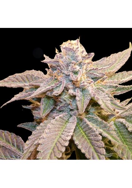 Geriza  13 u. Reg Bask...