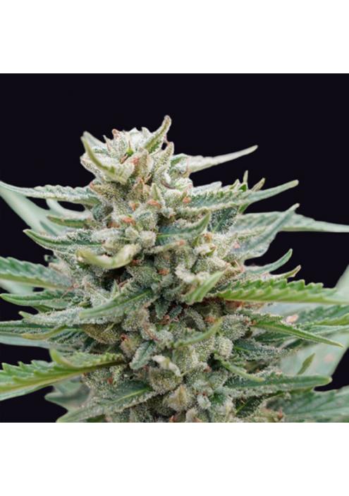 Santa Maria Bilbo Auto