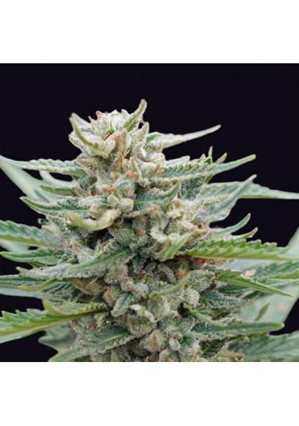 Santa Maria Bilbo Auto