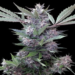 Bubba Kush x PCK   5 u. Regular Ace Seeds