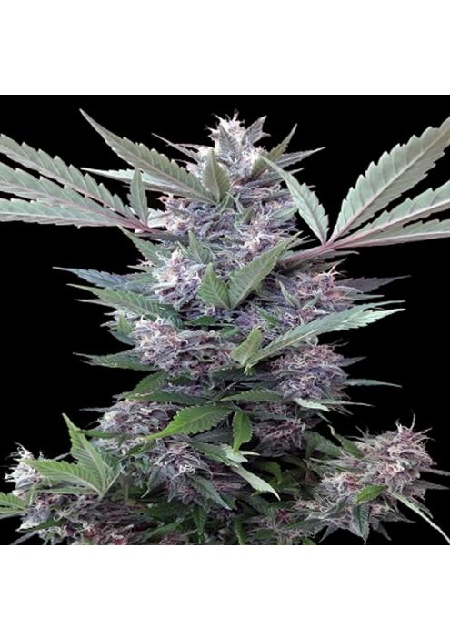 Bubba Kush x PCK   5 u. Regular Ace Seeds