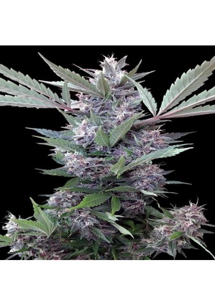 Bubba Kush x PCK   5 u....