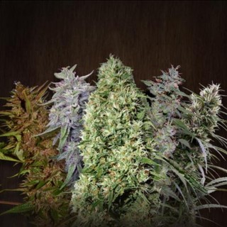 ACE Mix   5 u. Regular Ace Seeds