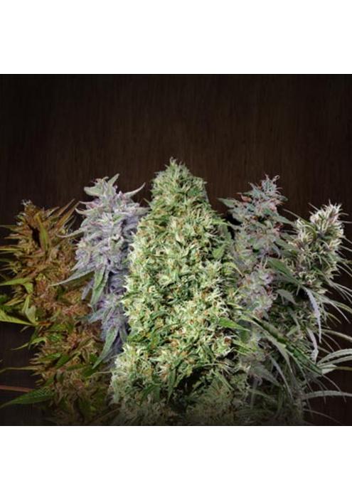 ACE Mix   5 u. Regular Ace Seeds