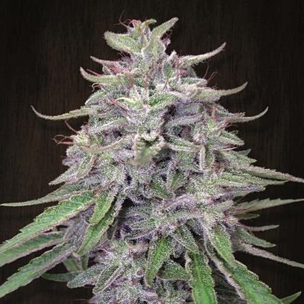 Bangi Haze   5 u. Regular Ace Seeds