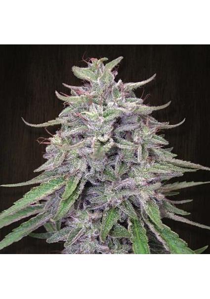 Bangi Haze   5 u. Regular...