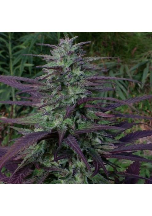 China Yunnan   5 u. Regular Ace Seeds