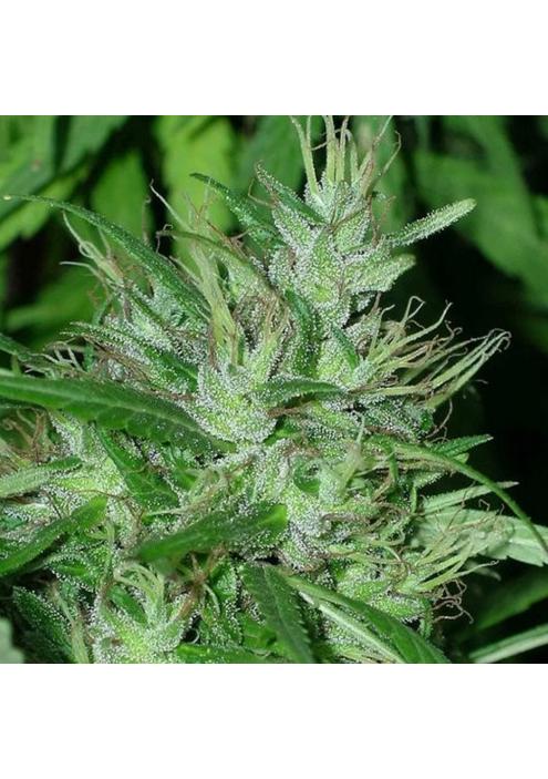 Congo   5 u. Regular Ace Seeds