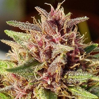 ErdPurt   5 u. Regular Ace Seeds