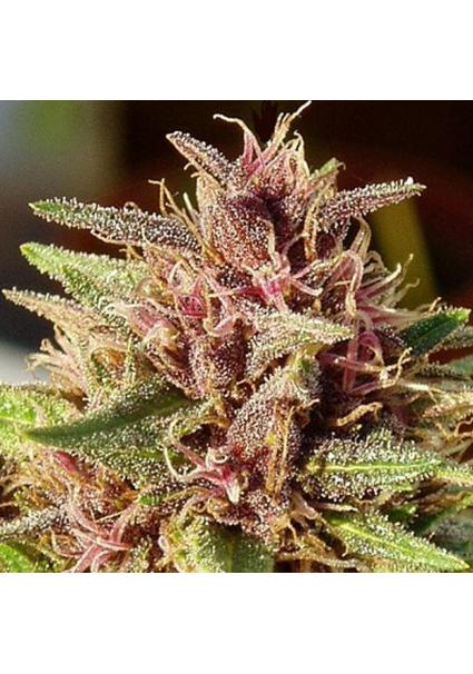 ErdPurt   5 u. Regular Ace...