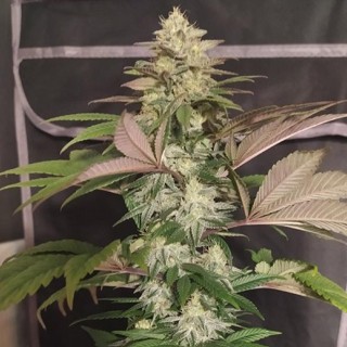ErdPurt x PCK    5 u. Regular Ace Seeds