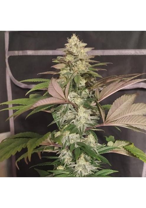 ErdPurt x PCK    5 u. Regular Ace Seeds