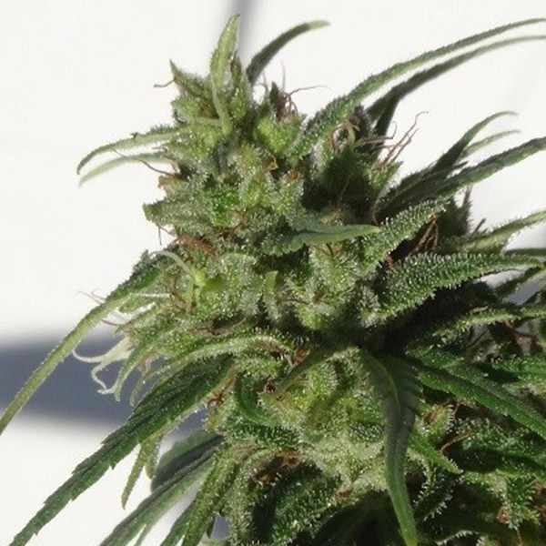 Ethiopia   5 u. Regular Ace Seeds