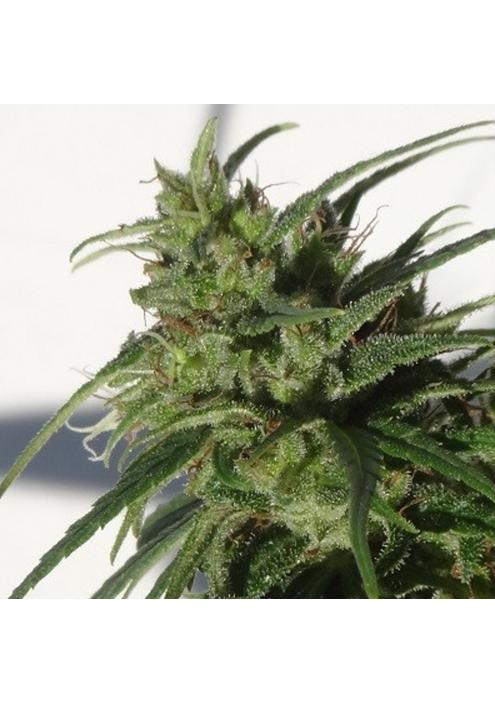 Ethiopia   5 u. Regular Ace Seeds