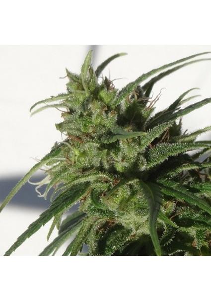 Ethiopia   5 u. Regular Ace...