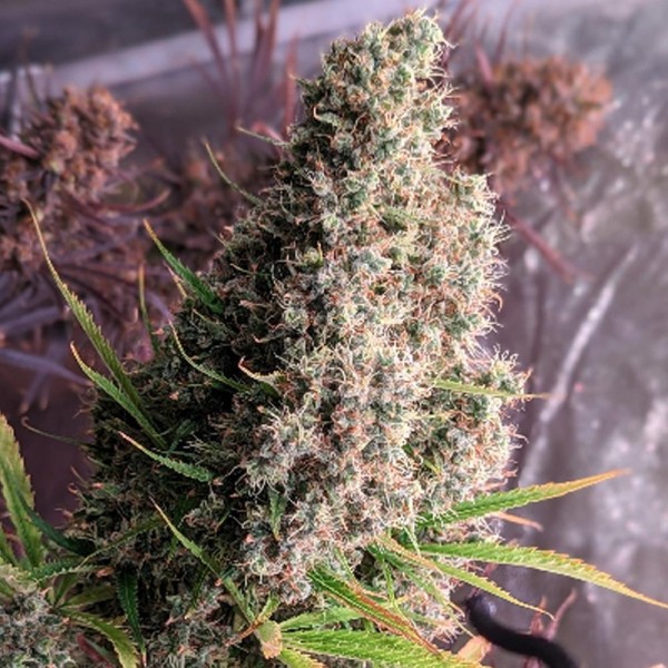 Golden Tiger   5 u. Regular Ace Seeds