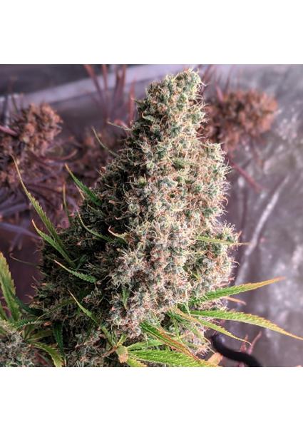 Golden Tiger   5 u. Regular...